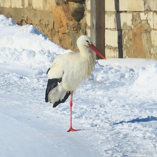 Taurupes apkārtnē reģistrēts šogad pirmais baltā stārķa novērojums