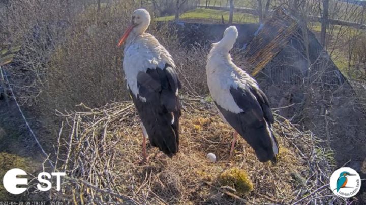Tiešraidē redzamo balto stārķu ligzdā izdēta pirmā ola