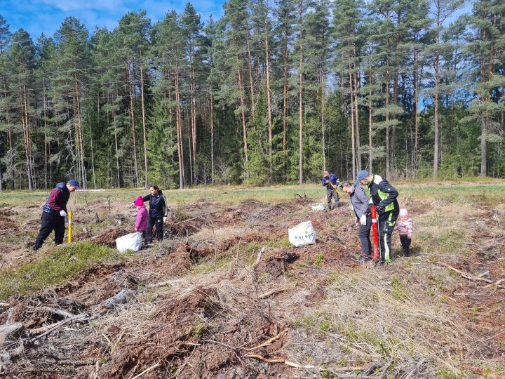 Ukraiņi kopā ar Ogres novada iedzīvotājiem atjauno mežu Rembatē