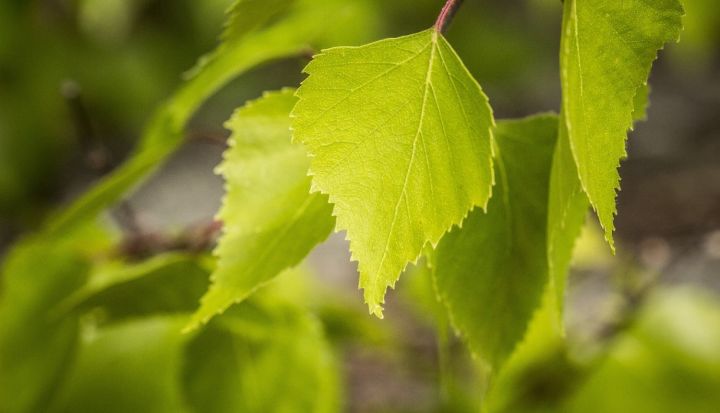 Uzsāk koku alejas atjaunošanu Daugavas prospektā Ikšķilē