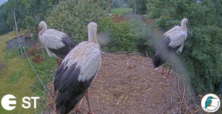 Video: Tiešraides balto stārķu mazulis pamet ligzdu