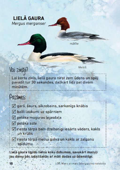 Videotiešraidē aicina vērot dzīvi lielo gauru ligzdvietā Ikšķilē