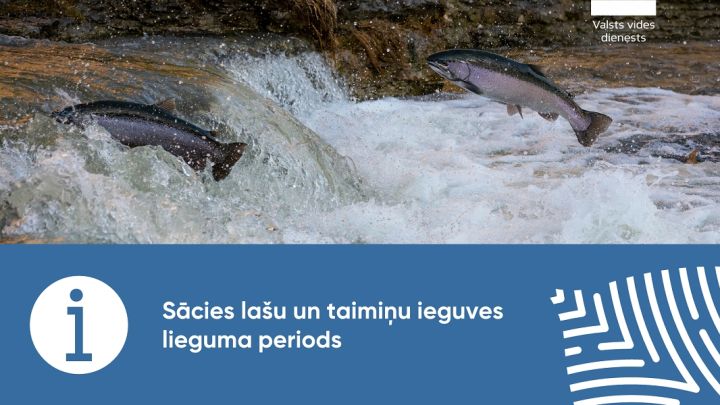 VVD atgādina – no oktobra sākas lašu un taimiņu ieguves lieguma periods