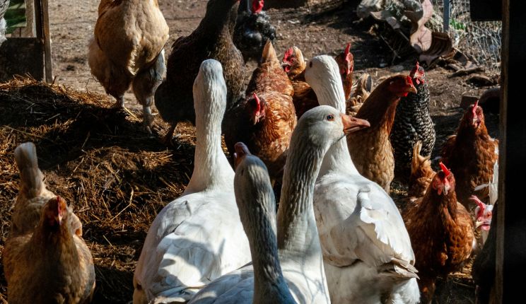 Attēls rakstam: Birzgales pagastā atcelta saistībā ar augsti patogēno putnu gripu noteiktā karantīna un ierobežojumi
