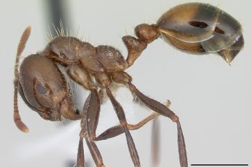 Attēls rakstam: Invāzija, kas biedē zinātniekus – ugunsskudru izplatība ienāk arī Eiropā