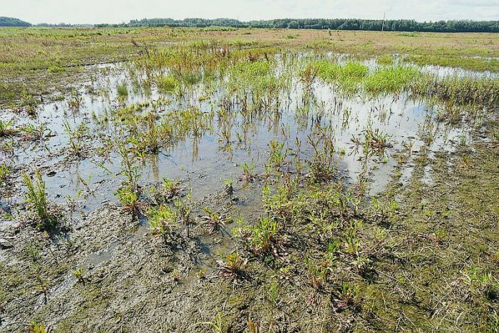 Nelabvēlīgie laika apstākļi lauksaimniekiem šogad radījuši zaudējumus 100 miljonu eiro apmērā