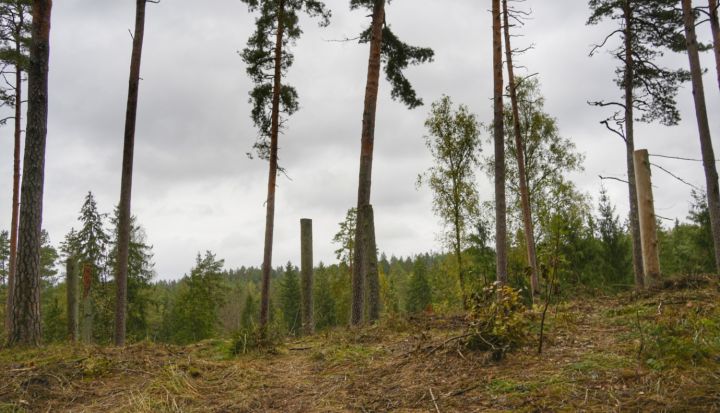 Ogres Zilajos kalnos pabeigta meža kopšana