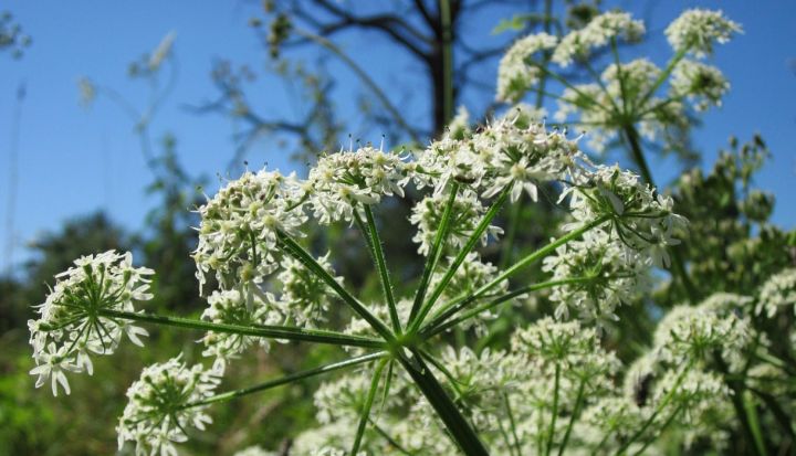 Invazīvo sugu izplatības ierobežošanas projekta īstenošanas gaitā eksperti apsekos Ogres novada pagastus