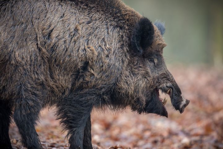 Āfrikas cūku mēris pagājušajā nedēļā konstatēts piecām mežacūkām, tostarp vienai Ogres novadā