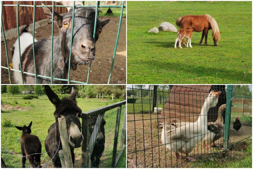 Ķerot mirkļus un emocijas mini zoodārzā "Skaistkrasti"