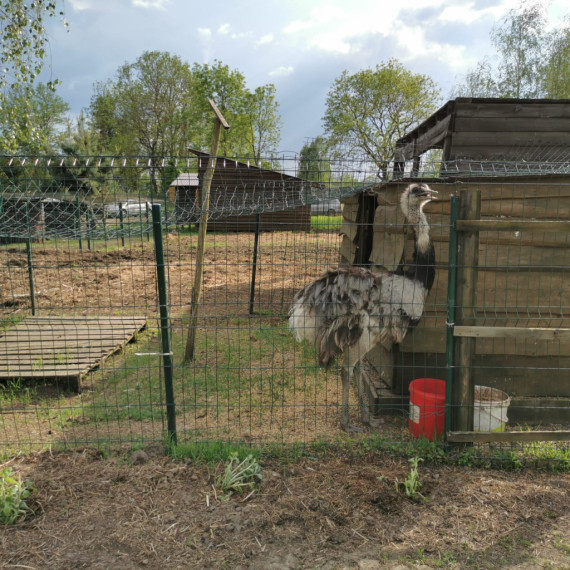 Ķerot mirkļus un emocijas mini zoodārzā "Skaistkrasti"