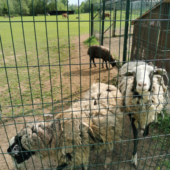 Ķerot mirkļus un emocijas mini zoodārzā "Skaistkrasti"