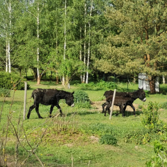 Ķerot mirkļus un emocijas mini zoodārzā "Skaistkrasti"