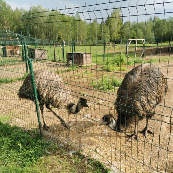 Ķerot mirkļus un emocijas mini zoodārzā "Skaistkrasti"