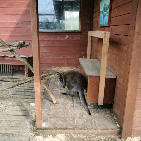 Ķerot mirkļus un emocijas mini zoodārzā "Skaistkrasti"