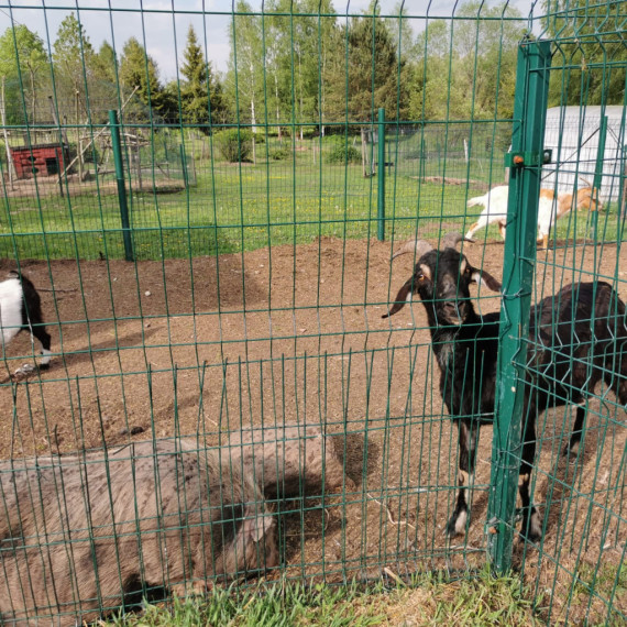 Ķerot mirkļus un emocijas mini zoodārzā "Skaistkrasti"