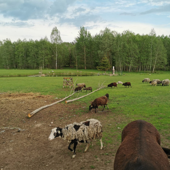 Ķerot mirkļus un emocijas mini zoodārzā "Skaistkrasti"