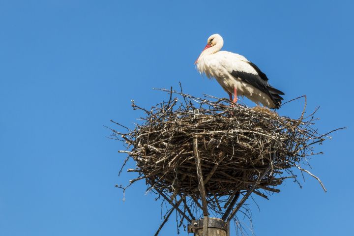 Dabas fonds: Jaunajai balto stārķu ligzdošanas sezonai jāgatavojas laikus