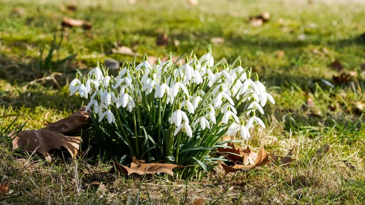 Pirmdien Ogrē gaiss iesils līdz +12 grādiem