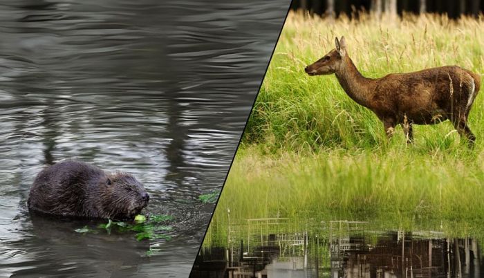 Nākamnedēļ sākas staltbriežu govju un teļu, kā arī bebru un ondatru medību sezona