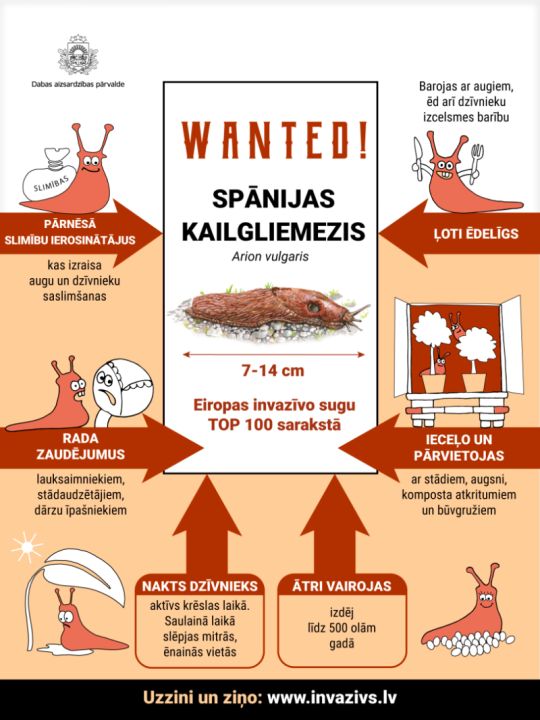 Spānijas kailgliemeža uzvaras gājiens Latvijā – laiks rīkoties!