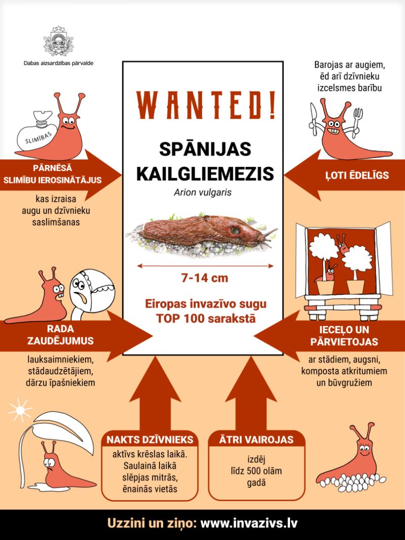 Spānijas kailgliemeža uzvaras gājiens Latvijā – laiks rīkoties!