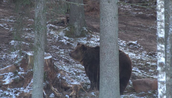 Kā noteikt lāča klātbūtni mežā?
