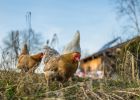 Attēls rakstam: Mazozolu pagastā atrod ievainotu jenotu; Ogresgala pagastā suns sakož vistas