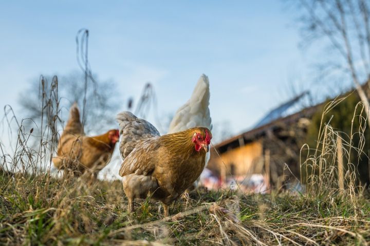 Mazozolu pagastā atrod ievainotu jenotu; Ogresgala pagastā suns sakož vistas
