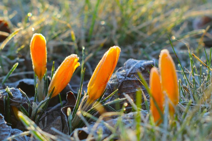 Attēls rakstam: Nākamnedēļ Latvijā ieplūdīs aukstāks gaiss no Arktikas