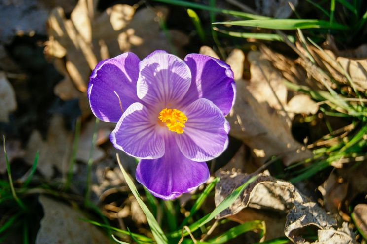 Attēls rakstam: Šā gada marts Latvijā - siltākais un ceturtais sausākais novērojumu vēsturē