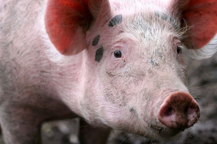 Āfrikas cūku mēris pagājušajā nedēļā konstatēts 5 mežacūkām Ogres novadā