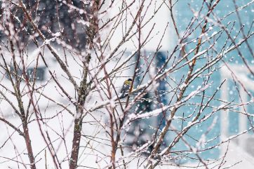 Attēls rakstam: Pēc īslaicīga sala un sniega nākamnedēļ atgriezīsies siltāks laiks