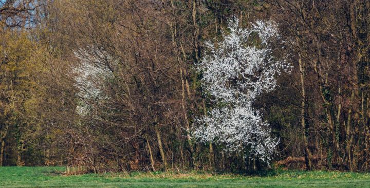 Svētdien saule mīsies ar mākoņiem