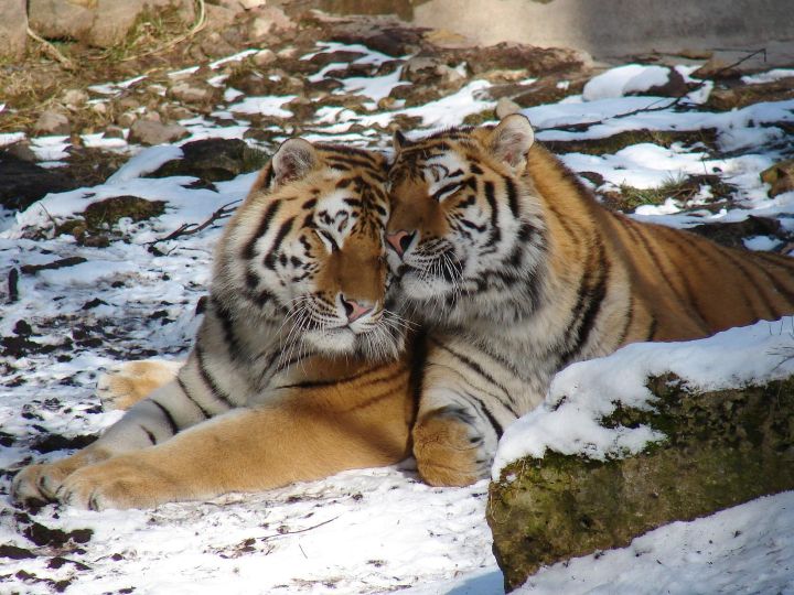 Rīga Zooloģiskajā dārzā piedzimuši tīģerēni