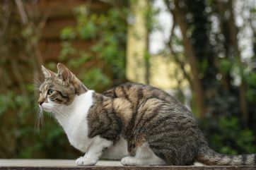 Attēls rakstam: Aprīļa vidus Latvijā bijis sauss un grādu siltāks par normu