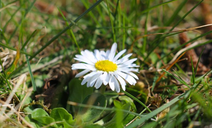 Trešdien spīdēs saule un pieaugs vēja ātrums
