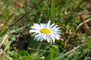 Attēls rakstam: Trešdien spīdēs saule un pieaugs vēja ātrums