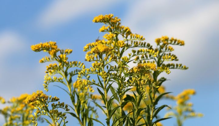 Iespēja apmeklēt talku – informatīvo semināru invazīvo sugu izplatības ierobežošanai