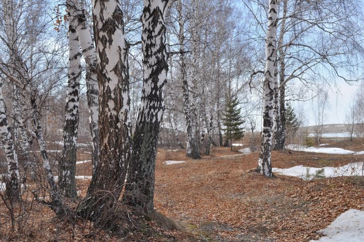 Ceturtdiena būs vējaina un silta