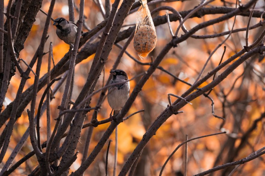 Eiropas putnu vērošanas dienas Krapē