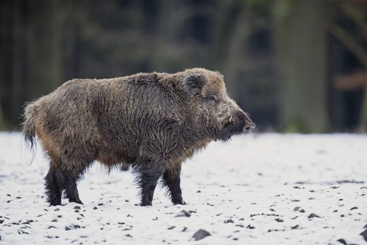 Āfrikas cūku mēris pagājušajā nedēļā konstatēts 19 mežacūkām, tostarp vienai Ogres novadā
