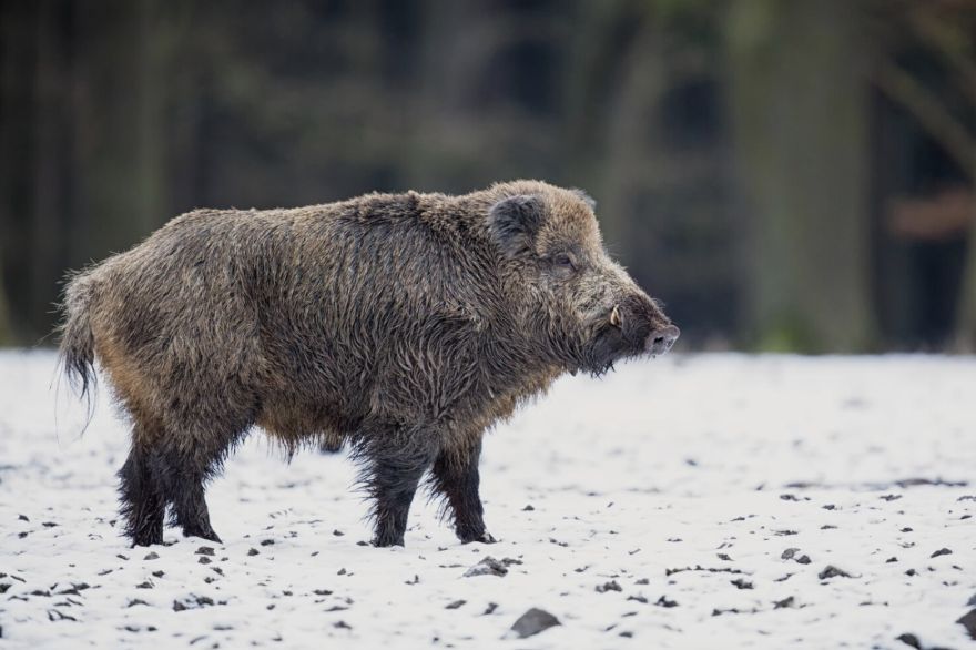 Āfrikas cūku mēris pagājušajā nedēļā konstatēts 19 mežacūkām, tostarp vienai Ogres novadā