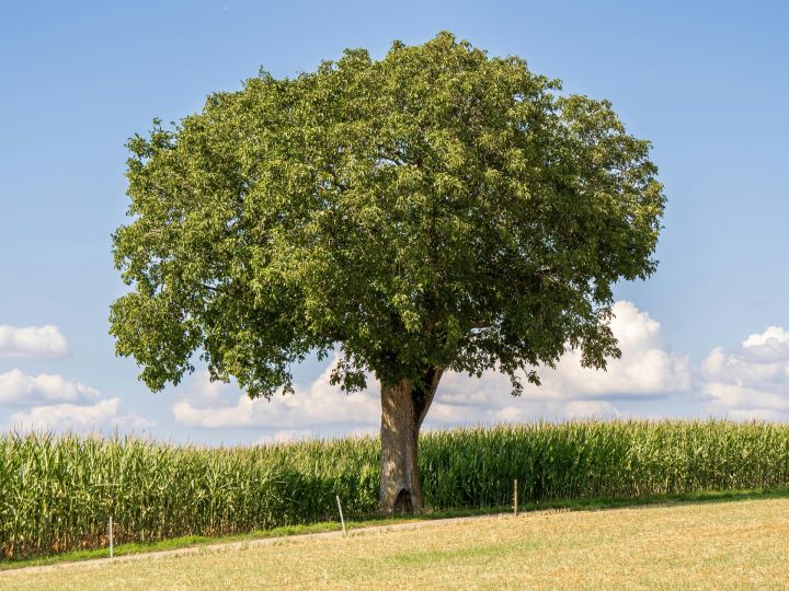 Ceturtdien saule mīsies ar mākoņiem