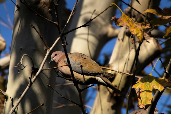 Decembris būs viens no siltākajiem novērojumu vēsturē