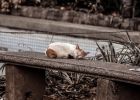 Attēls rakstam: Ogrē vīrietis dzērumā guļ pie mājas 