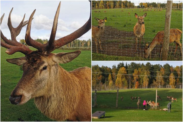 FOTO. Brieži un rudens krāsu palete Ogresgala pagastā