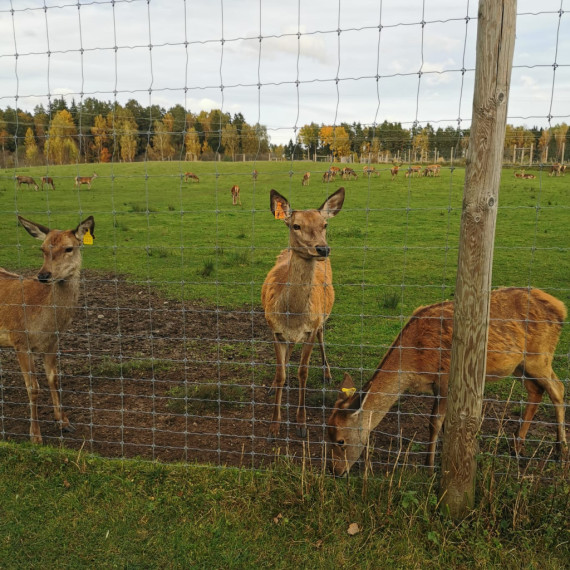 FOTO. Brieži un rudens krāsu palete Ogresgala pagastā