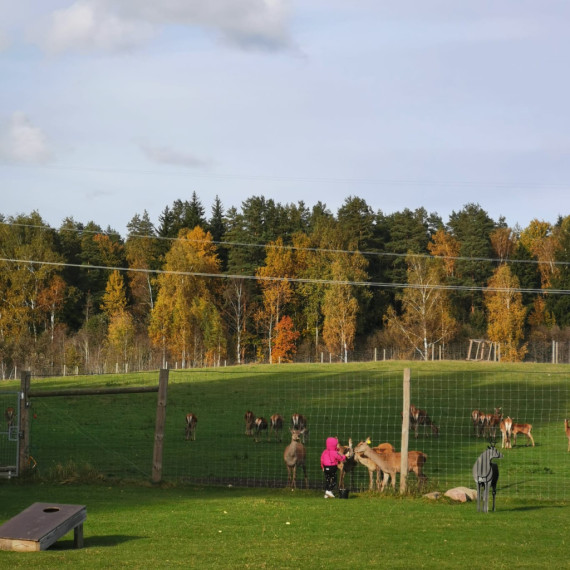 FOTO. Brieži un rudens krāsu palete Ogresgala pagastā