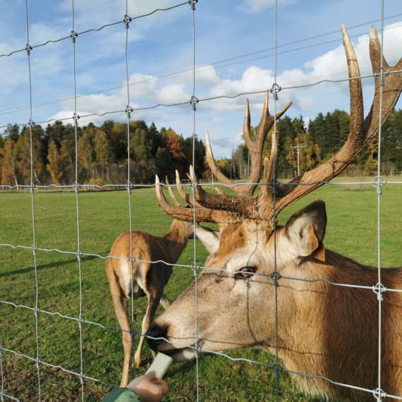 FOTO. Brieži un rudens krāsu palete Ogresgala pagastā